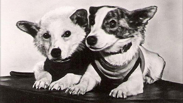 Белка, Стрелка и другие