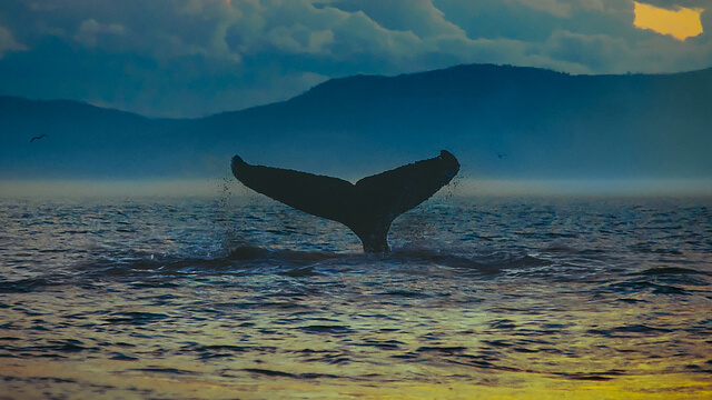 Самый одинокий кит