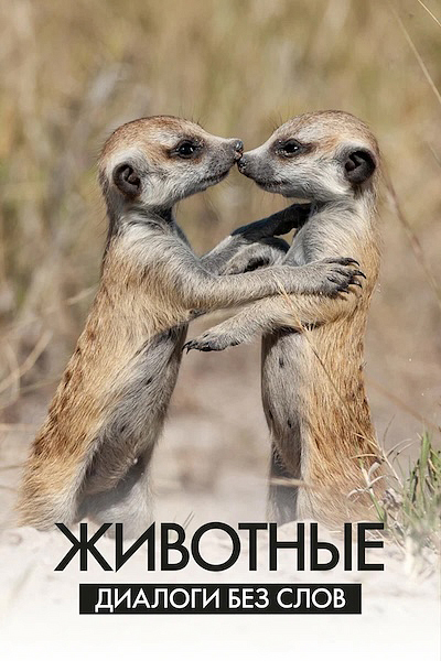 Животные: Диалоги без слов