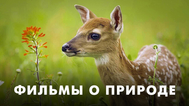 Фильмы о природе